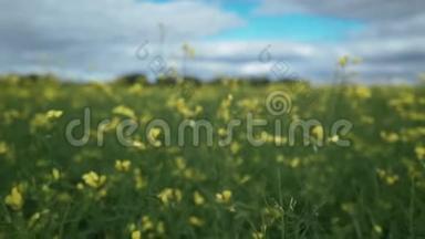 镜头穿过田野，穿过黄色油菜花，特写镜头
